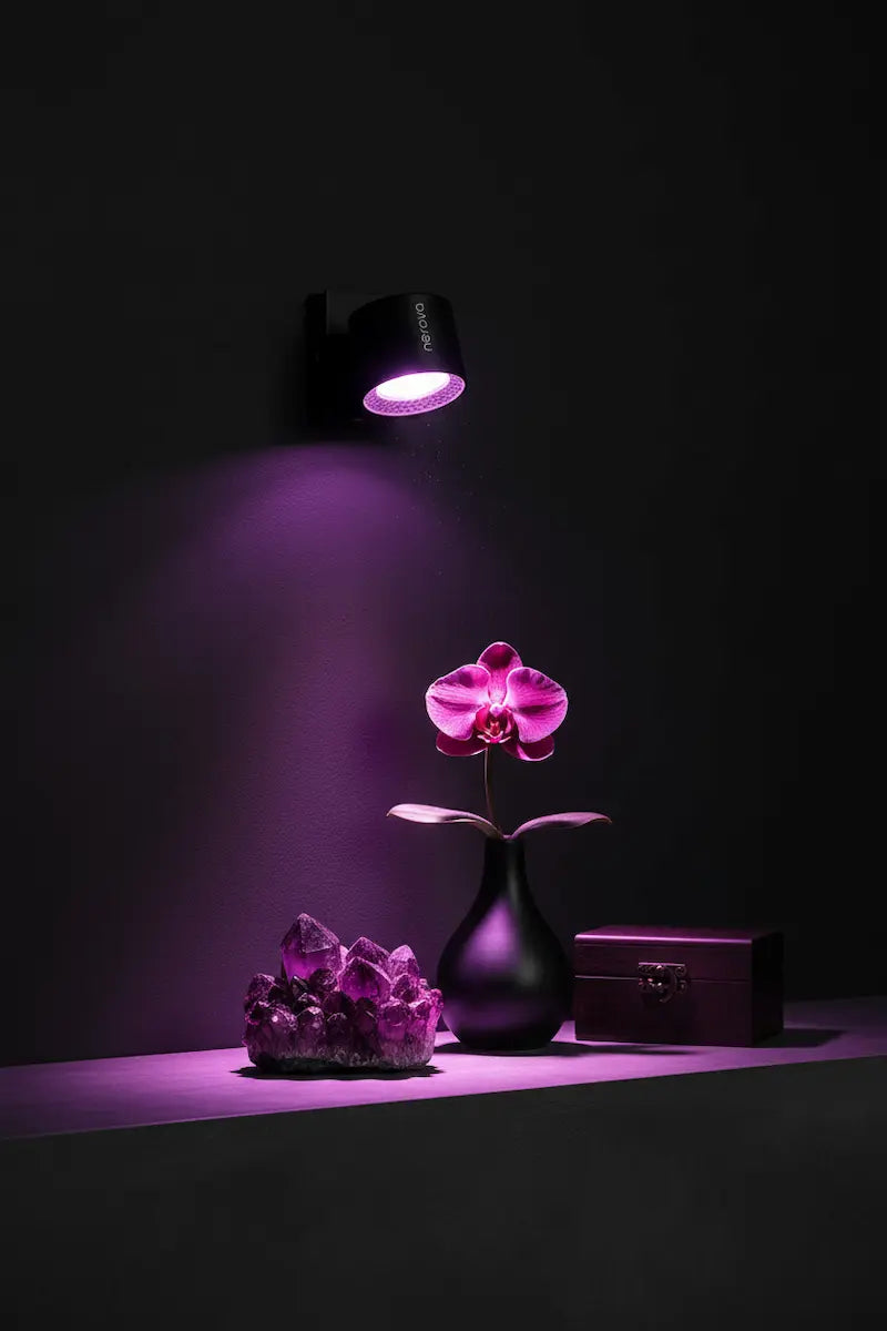Lampe murale Nerova LED violet éclairant une orchidée rose sur étagère